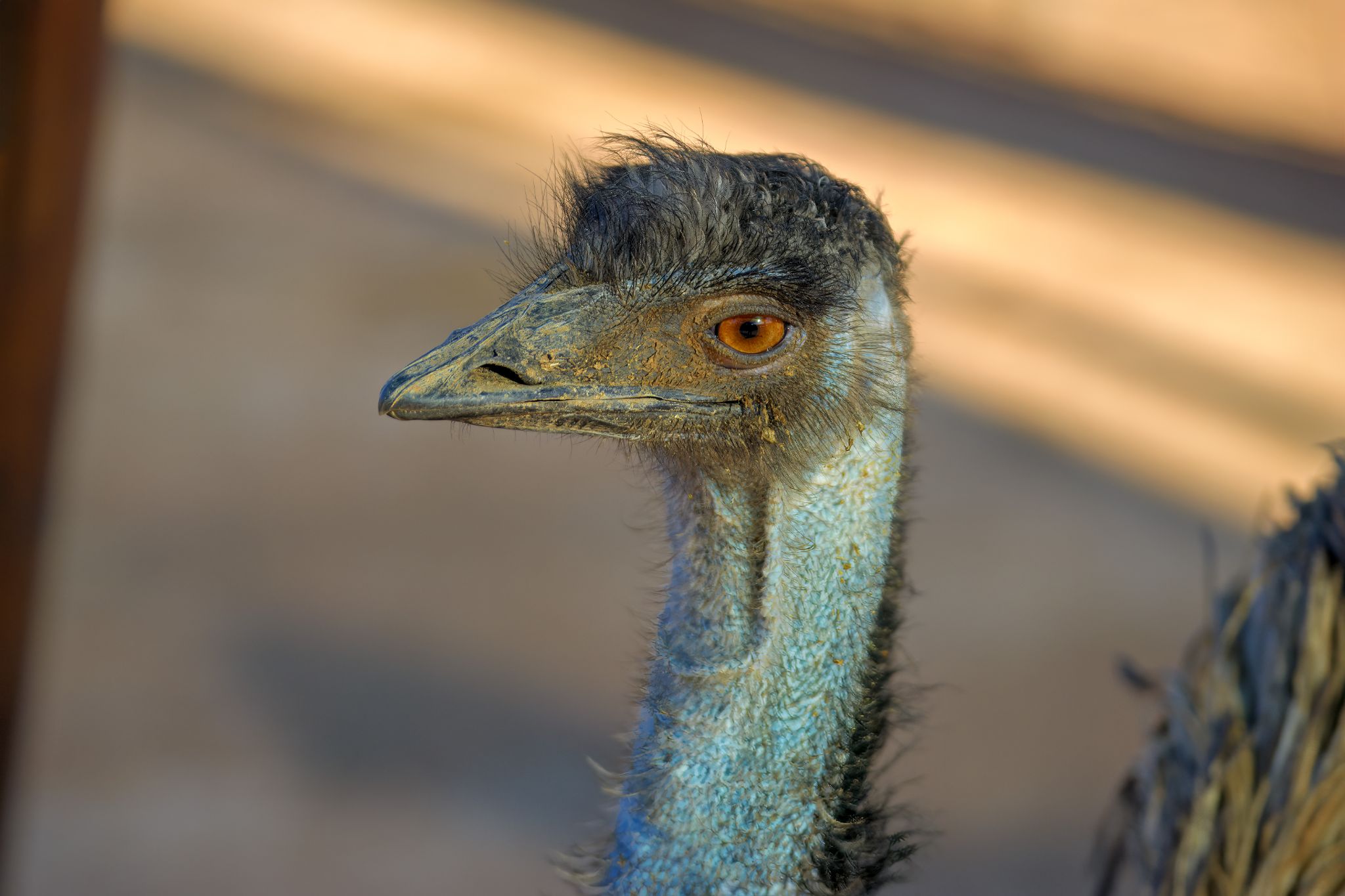 Straußenfarm in Oudtshoorn: Emu (Dromaius novaehollandiae)